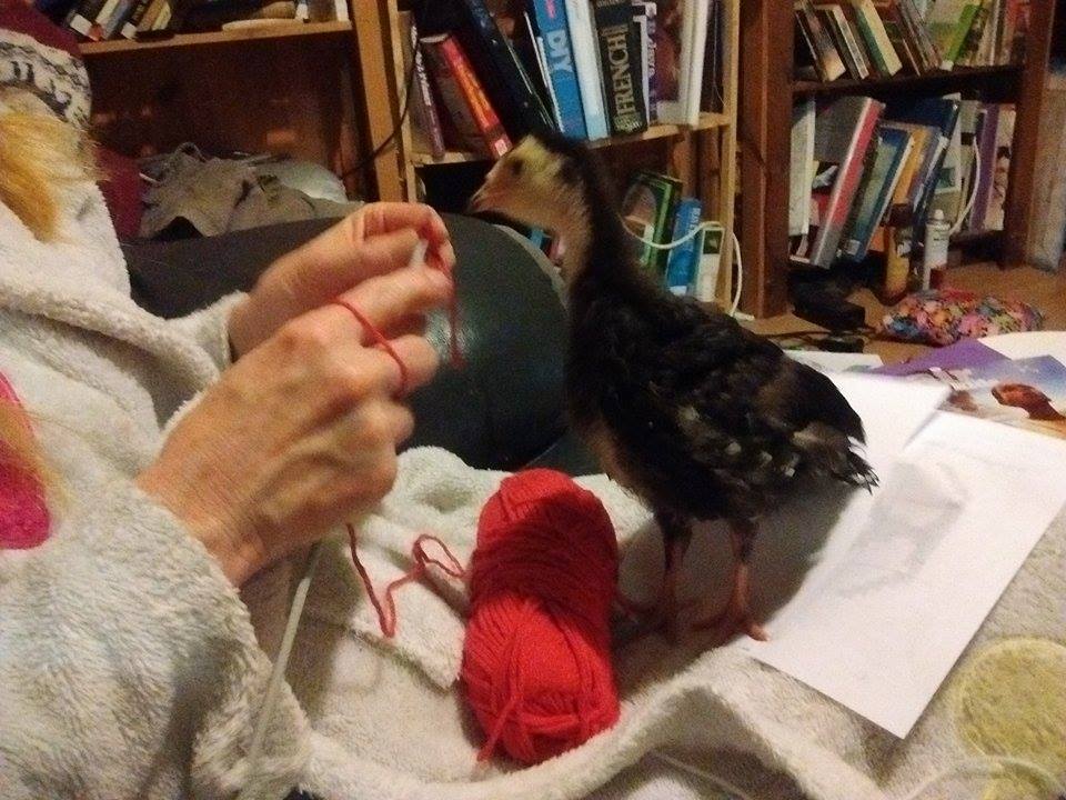 Pilgrim Knitting